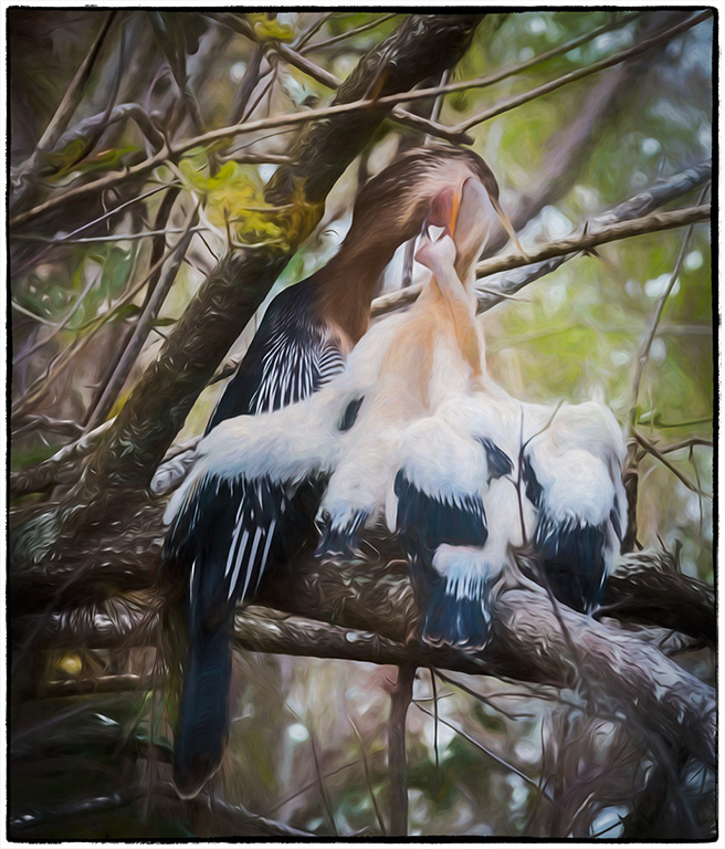 Nature In Class A By Lynn Curtis For Anhinga Feeding Babies JAN-2019.jpg